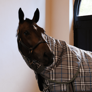 Double Vision 350g Turnout Rug Neck Attachment - Image 3