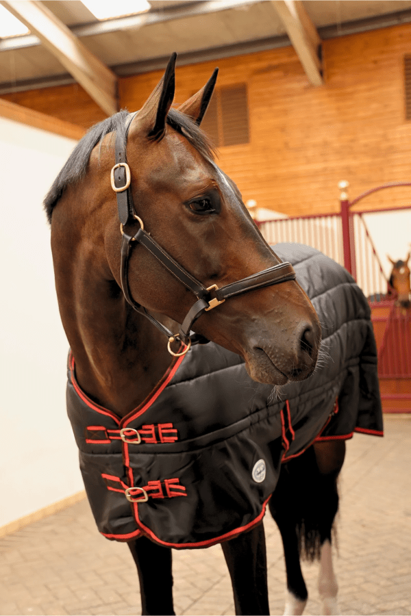Sovereign Seal 350g Standard Neck Stable Rug