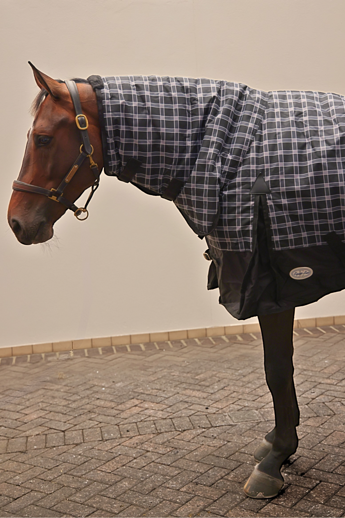 Trewyn 350g Fixed Neck Turnout Rug