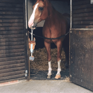 Gerrard Horse Toy - Image 3