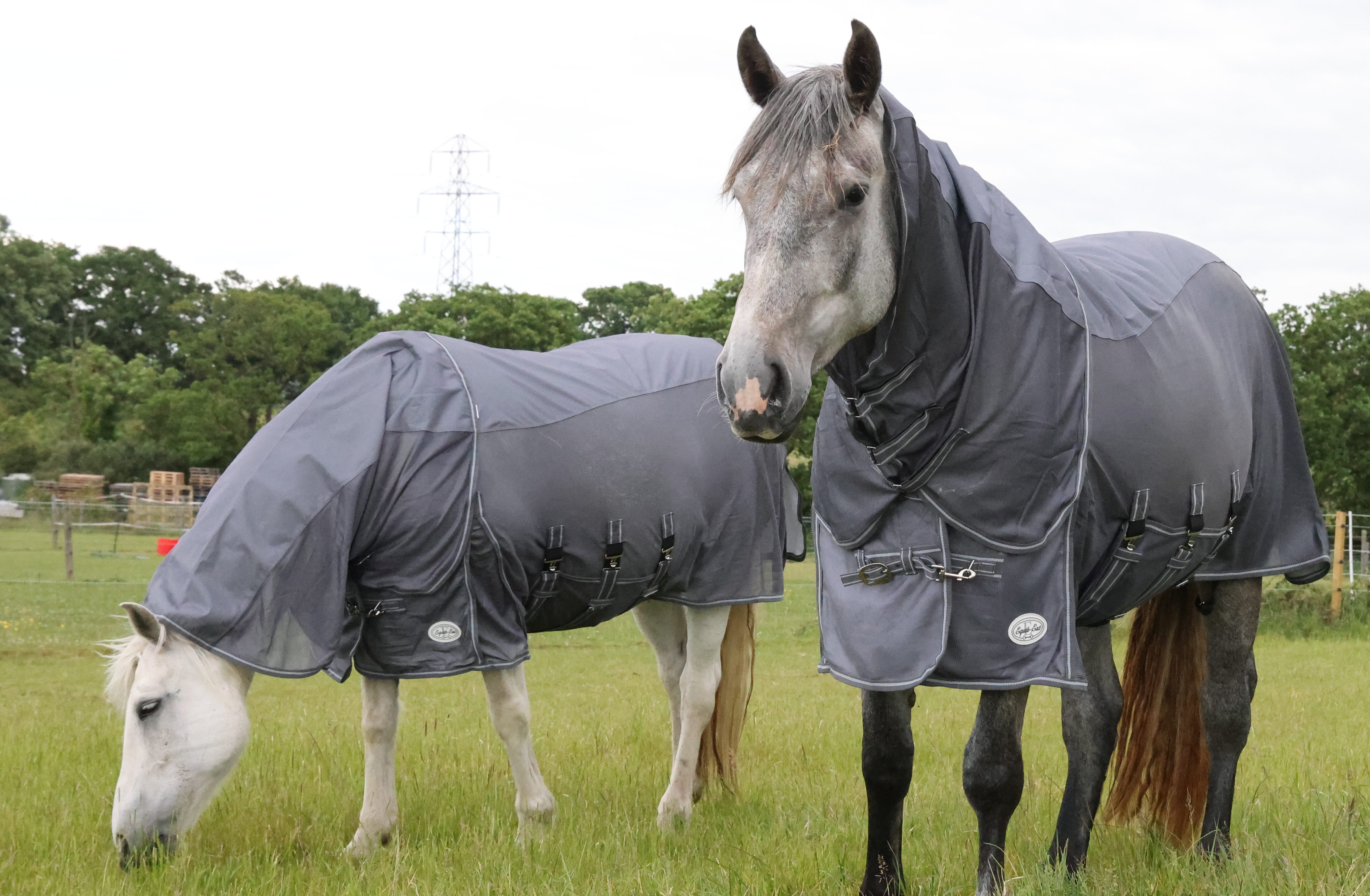 Horse standing in the field during early autumn